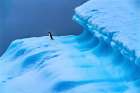 Adelie Penguin blue iceberg Charlotte Bay-Antarctica Art Print